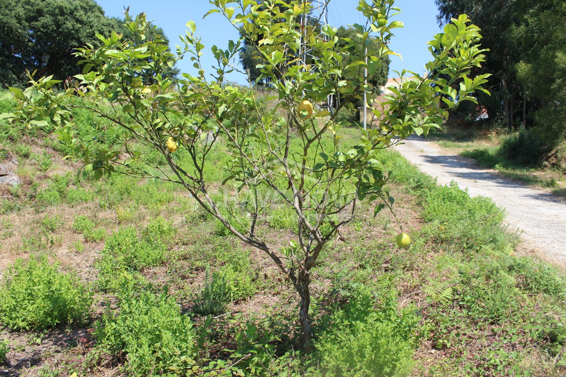 Lote de Terreno  Venda em Canelas,Vila Nova de Gaia