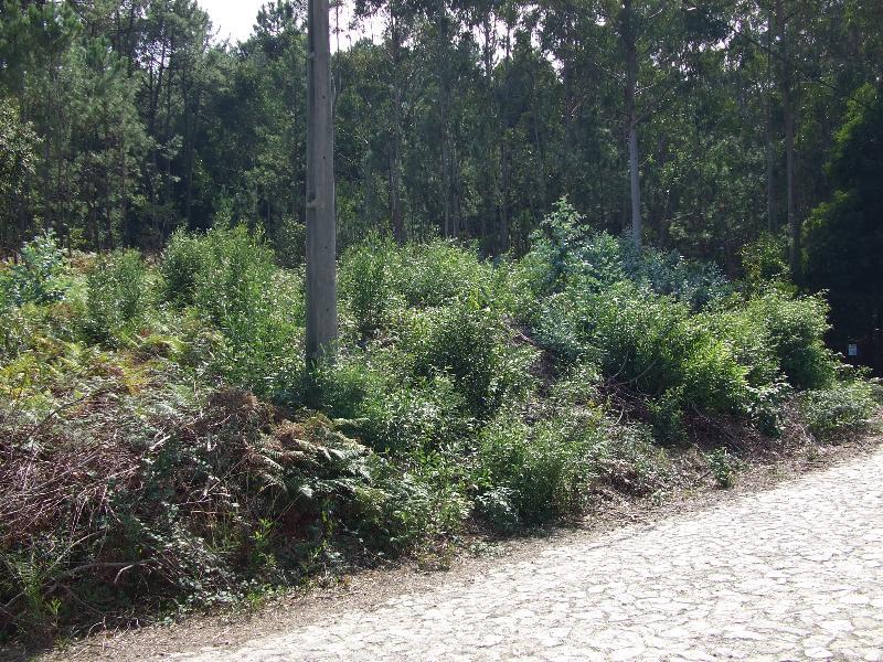 Terreno Urbano  Venda em Moledo e Cristelo,Caminha