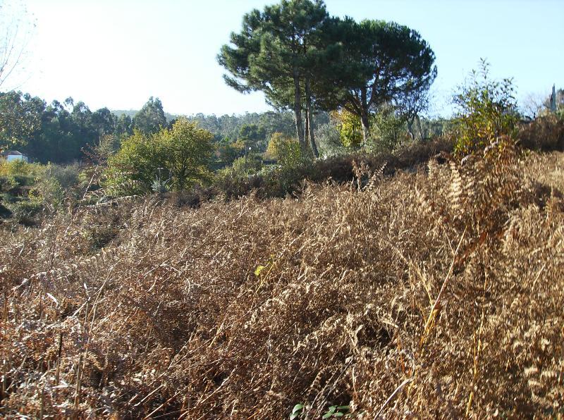 Terreno  Venda em Caminha (Matriz) e Vilarelho,Caminha