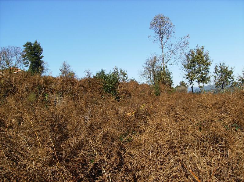 Terreno  Venda em Caminha (Matriz) e Vilarelho,Caminha