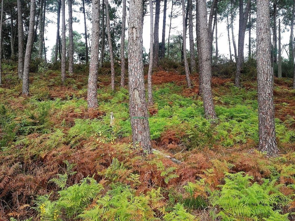 Terreno Urbano  Venda em Vilar de Mouros,Caminha