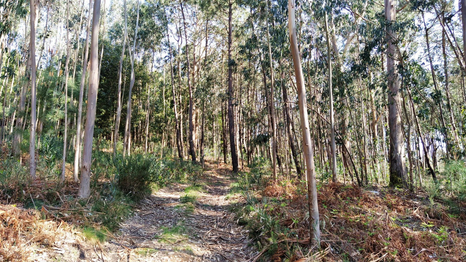 terreno caminha - santo antão