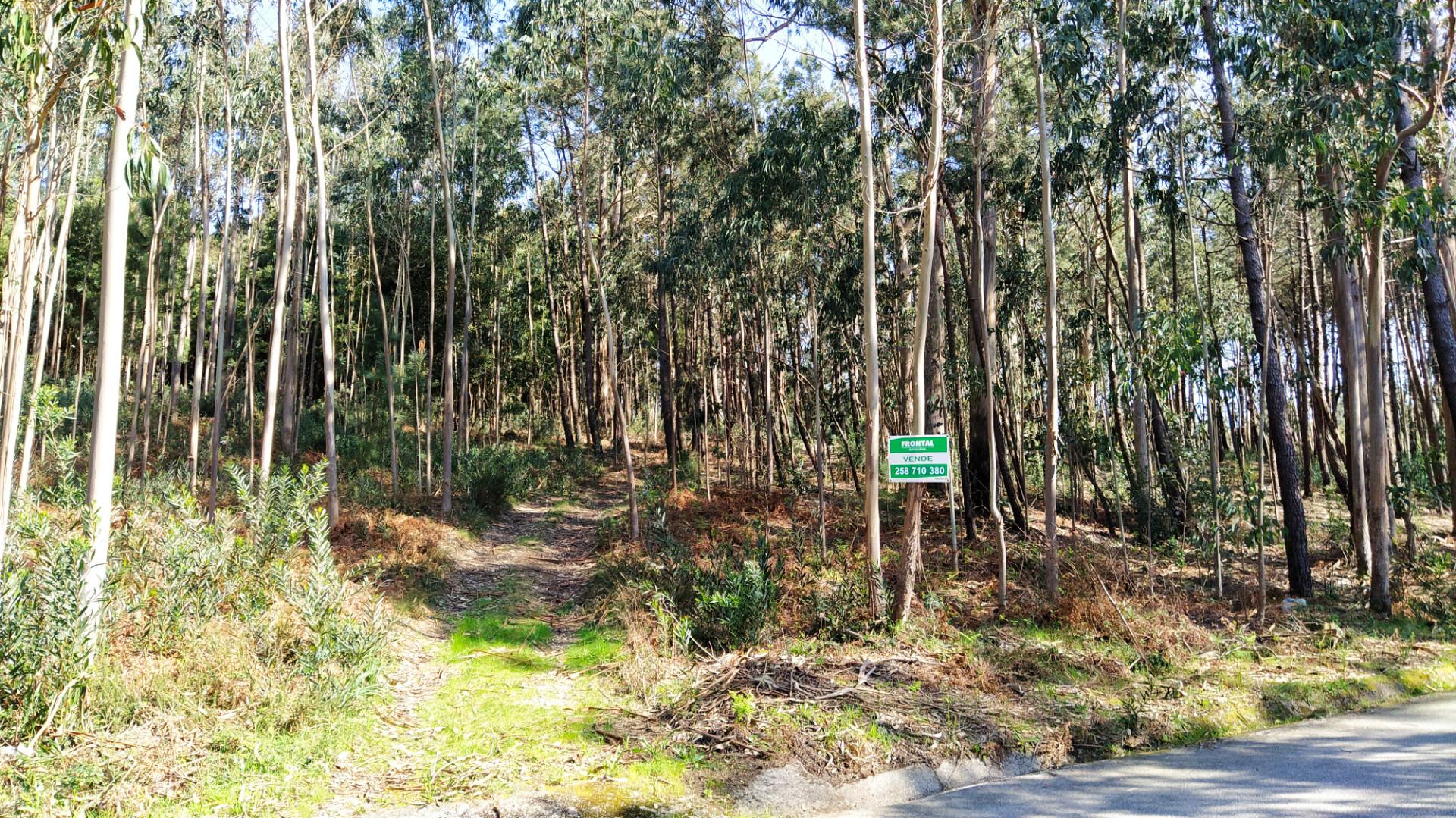 terreno caminha - santo antão