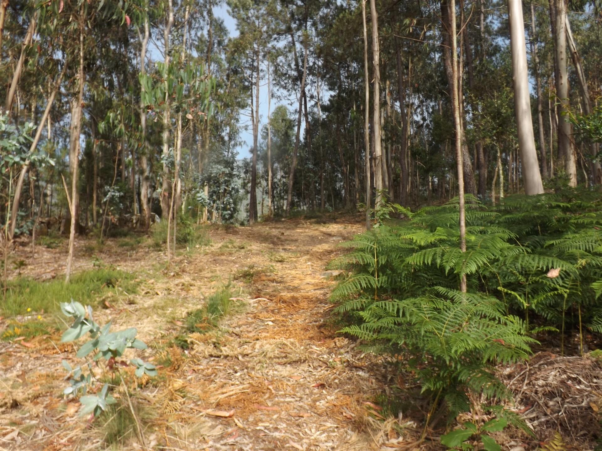 Terreno  Venda em Candemil e Gondar,Vila Nova de Cerveira