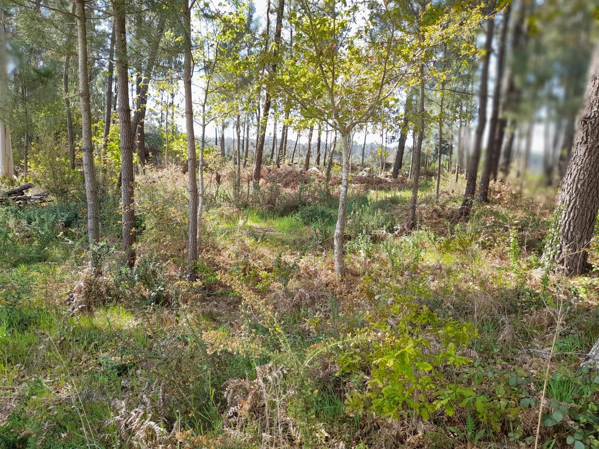 Terreno  Venda em Cornes,Vila Nova de Cerveira