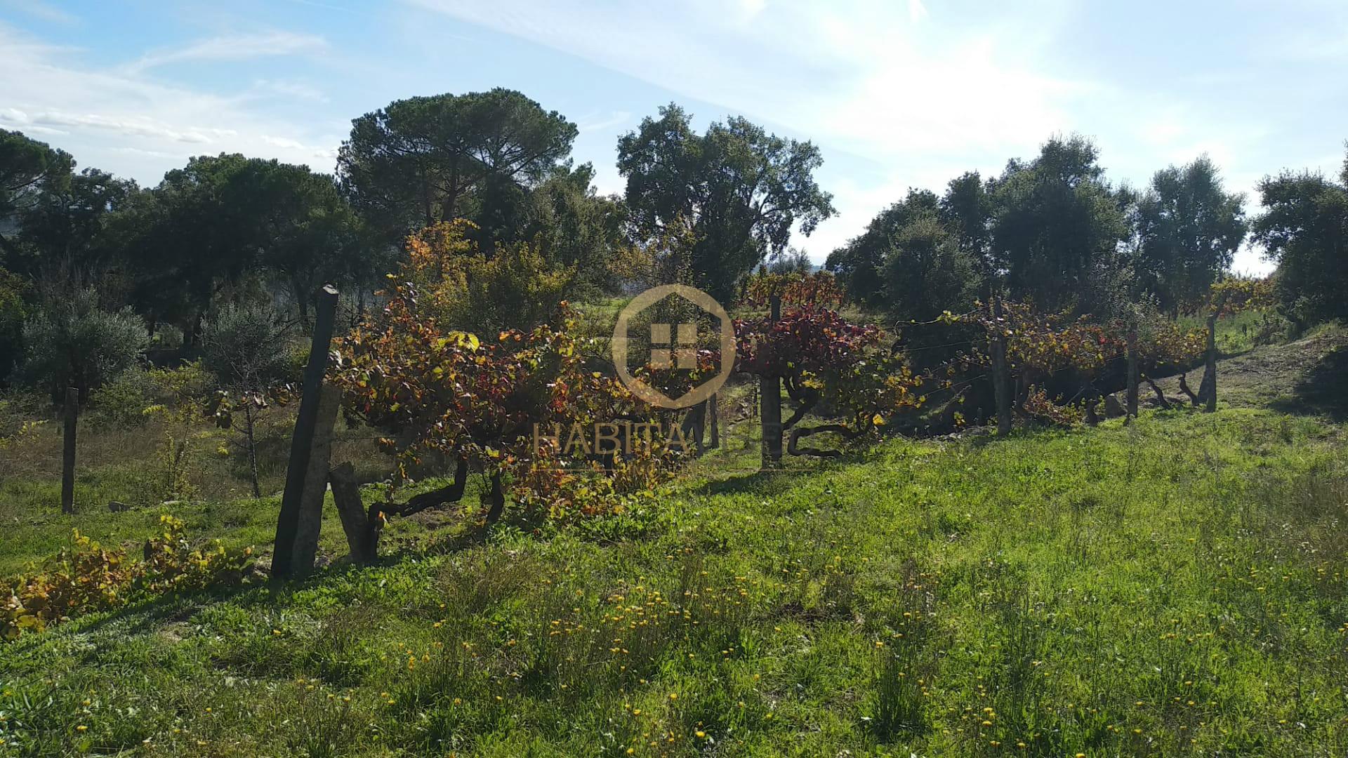 Terreno Para Construção  Venda em Silgueiros,Viseu